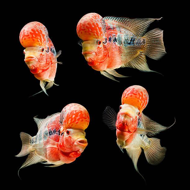 Flowerhorn Cichlid fish isolated