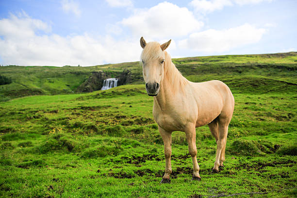 Wild Iceland Hose stock photo