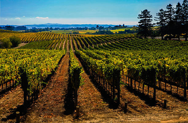 istock Wine yards in valpolicella, amarone wine 509785840