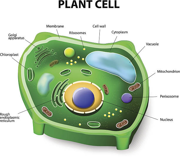 komórka roślinna anatomia - komórka roślinna stock illustrations