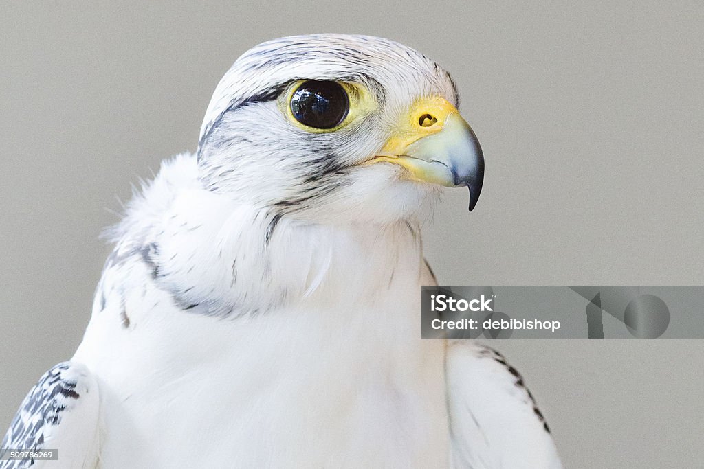 Falcon Bird of Prey Closeup Animal Body Part Stock Photo