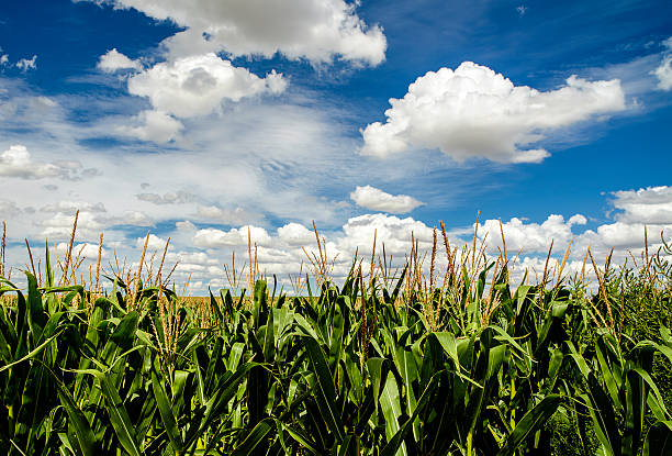 kansas corn field mit wolken (xxxl) - corn tassel stock-fotos und bilder