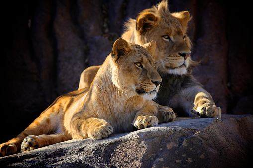 Two young African Lions sit next to each other on a rock.