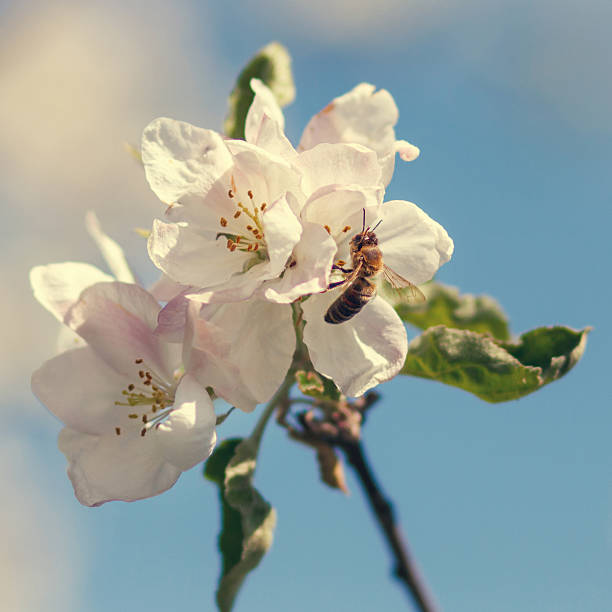 istock Close up of honey bee in cherry blossoms 509787218