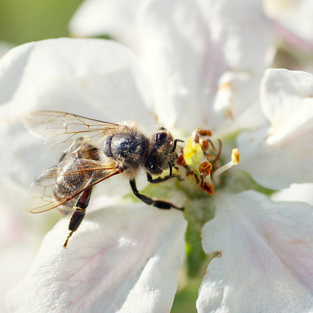 istock Bee on a flower of the white cherry blossoms 509787432