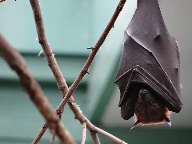 A fruitbat is sleeping while hanging upside down.