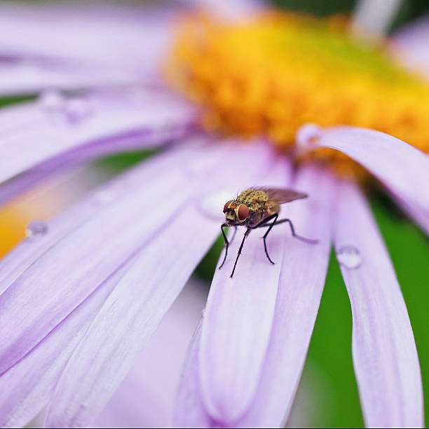istock fly sits on a beautiful purple daisy 509788048