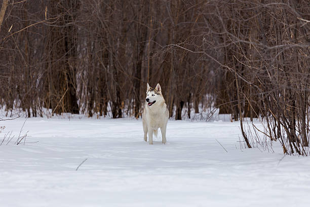 husky em execução livre no parque angrignon montreal. - animal sledding tobogganing snow finland imagens e fotografias de stock
