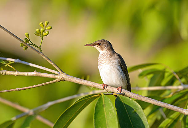 A Brown-backed Honeyeater standing on branch in the rain forest. Daintree National Park, Queensland, Australia 