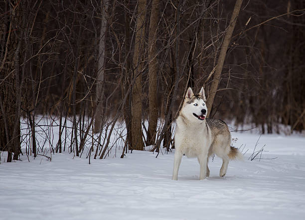 husky em execução livre no parque angrignon montreal. - animal sledding tobogganing snow finland imagens e fotografias de stock