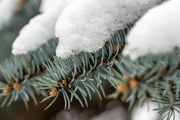 Snow on spruce branch stock photo