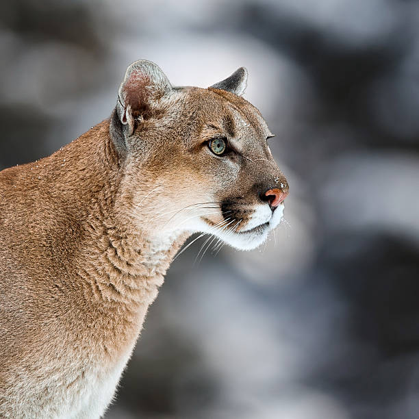 istock Portrait of a cougar, mountain lion, puma 509789232