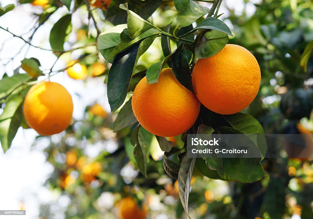 Organic oranges on the orange tree Ripe organic oranges on the tree in sunny day. Orange Tree Stock Photo