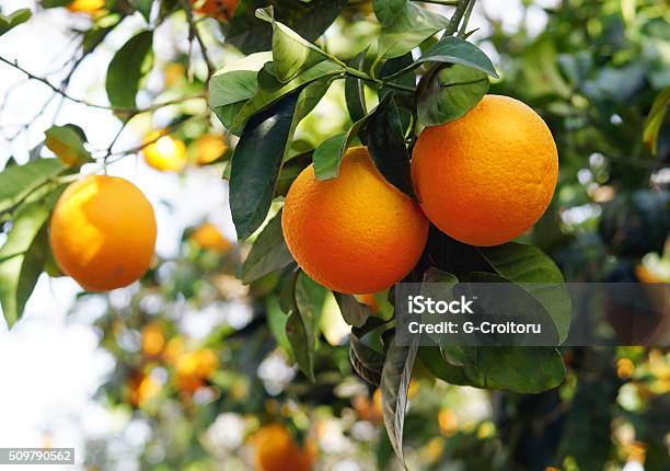 Organic Oranges On The Orange Tree Stock Photo - Download Image Now - Orange Tree, Abundance, Agriculture