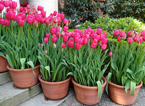 Tulips