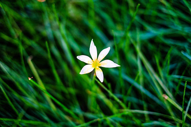 closeup of flowers and blur background