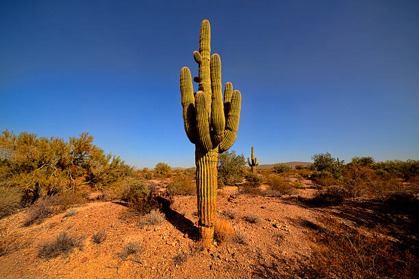 Saguaro Yuma Arizona, USA - December 26, 2015: Giant Saguaro Cactus in the Kofa National Wildlife Refuge. Yuma Arizona USA.  yuma photos stock pictures, royalty-free photos & images
