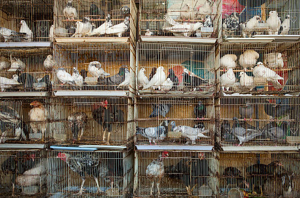 istock Pigeons and chickens in cages 509791790