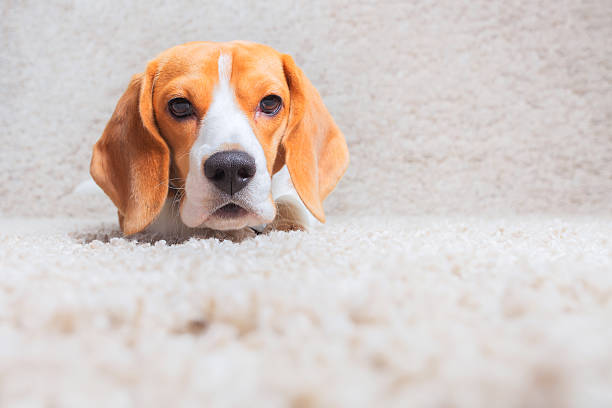 istock Dog relaxing on the carpet 509792492