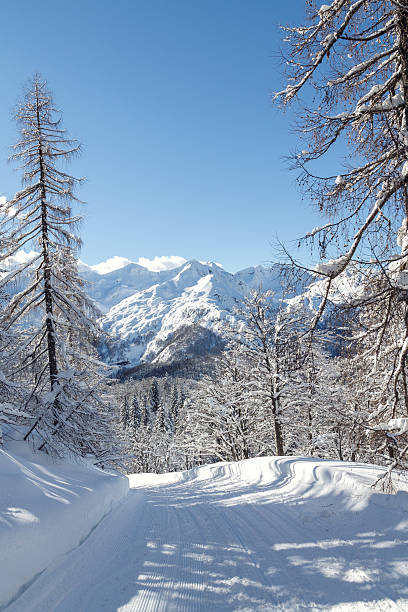 istock Cosy winter scene with snow covered trees in the mountains 509792596