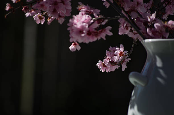 istock White Vase with Plum Blossoms in Dappled Sun 509792790