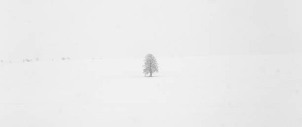 istock white icy trees in snow covered landscape 509793166