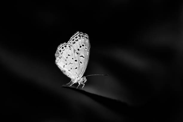 Butterlfy in the night