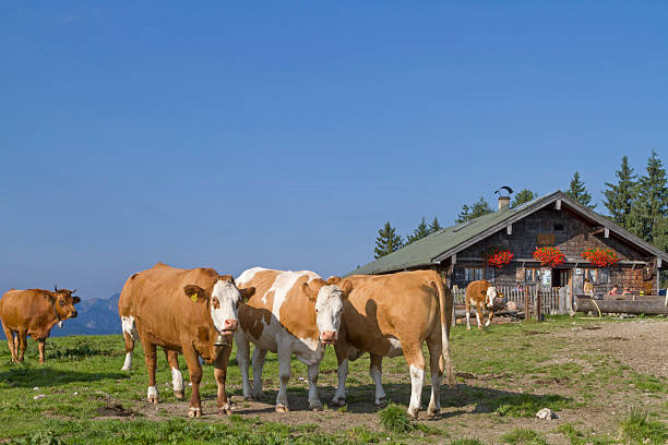 alpejskie lato w alpy bawarskie - tegernsee lake tegernsee lake mountain zdjęcia i obrazy z banku zdjęć