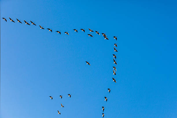 istock migrant bird in the blue sky 509794814