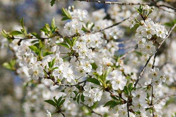 istock white flowers blooming on branch 509794874