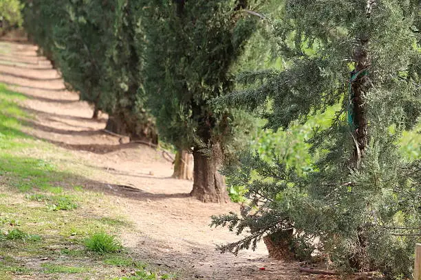 A line of old Cypress trees in a garden, Kfar Saba, Israel.