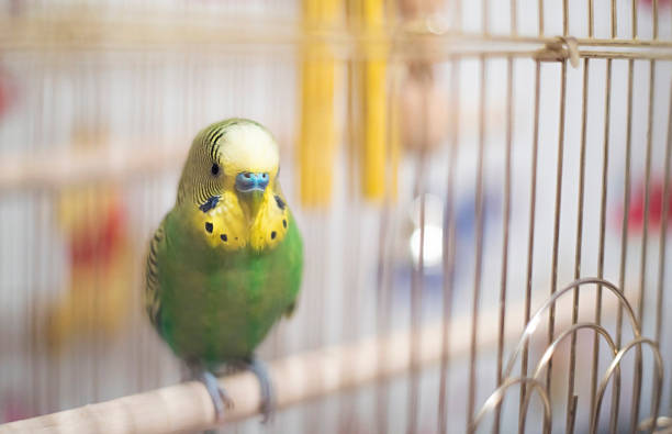 istock Budgerigar in the birdcage.Soft focus. 509797516
