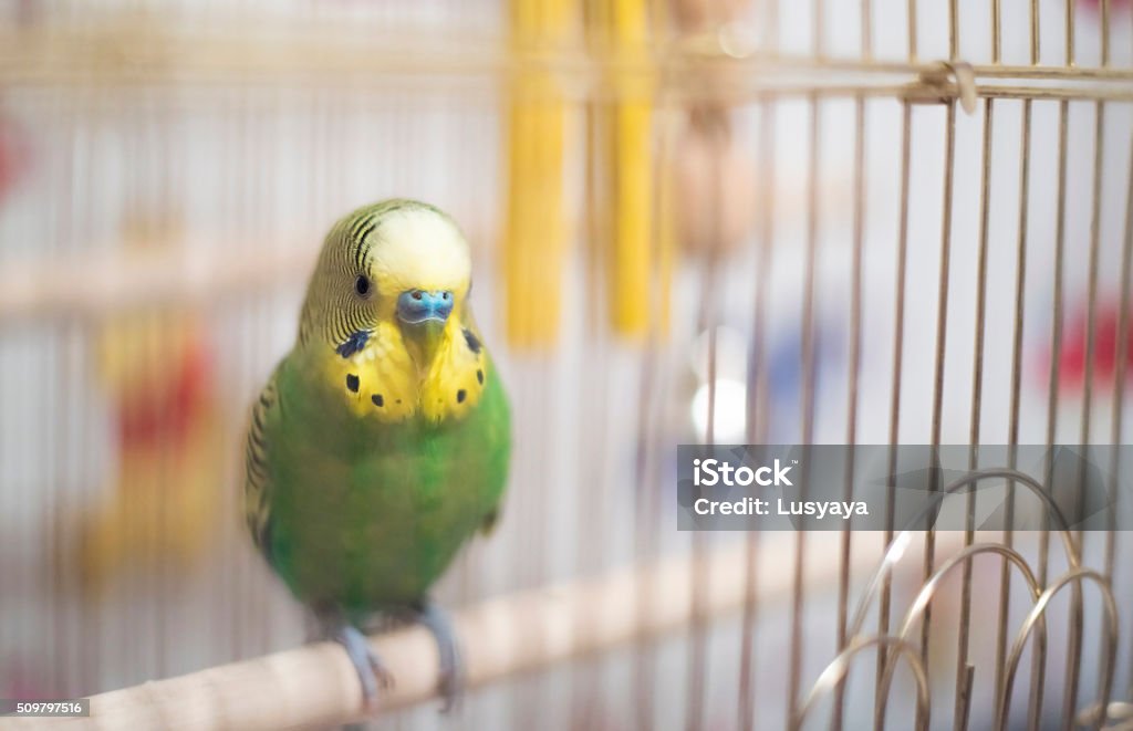 Budgerigar in the birdcage.Soft focus. Budgerigar in the birdcage.Soft focus. Budgie Cage Stock Photo