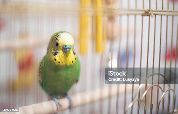 Budgerigar In The Birdcagesoft Focus Stock Photo - Download Image Now - Cage, Animals In Captivity, Canary Bird