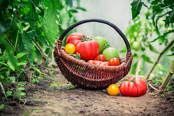 istock Healthy tomatoes in greenhouse 509798362