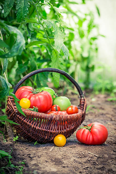 istock Healthy tomatoes in greenhouse 509799712