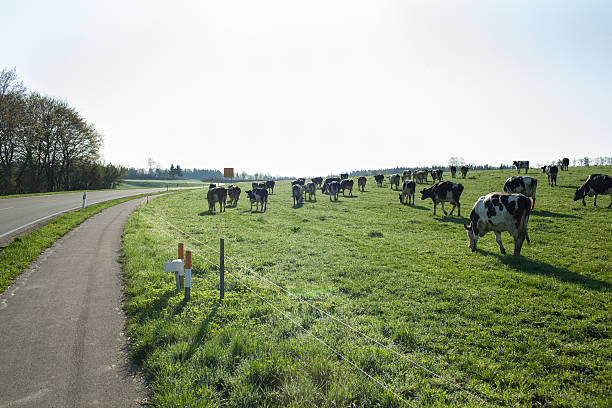istock Cows grazing in a field 509800086