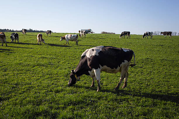 istock Cows grazing in a field 509800142