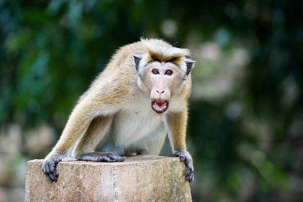 istock Angry toque macaque monkey in temple  in Sri Lanka 509801786