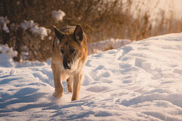 vieux fatigué berger allemand chienne marcher dans la neige - bitch photos et images de collection