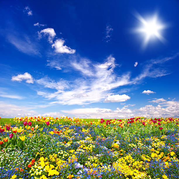 istock beautiful flowers meadow and cloudy blue sky 509802199