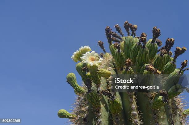 Foto de En Flor De Cactus e mais fotos de stock de Arizona - Arizona, Cacto,  Cacto Gigante Americano - iStock