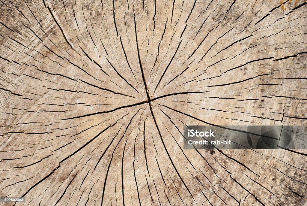 Sequedad de troncos textura desde arriba - Foto de stock de Abstracto libre de derechos