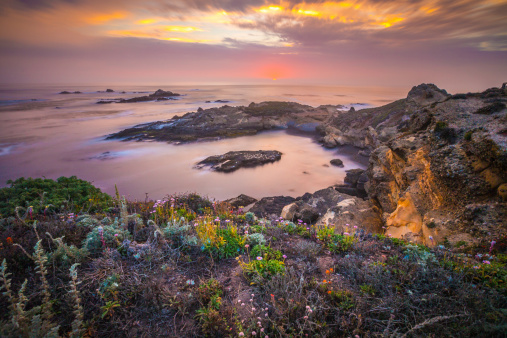 Flowers grow along a bank next to the Pacific Ocean near Monterey, California.