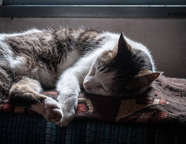 Sleeping cat stock photo
