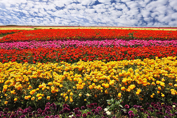 istock Flowers planted of bright colors 509803805