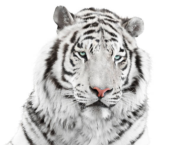 элегантный белого тигра - tiger animal endangered species human face стоковые фото и изображения