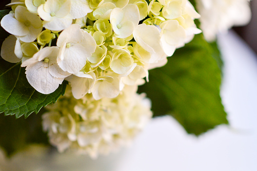 White hydrangeas with green leaves on a table