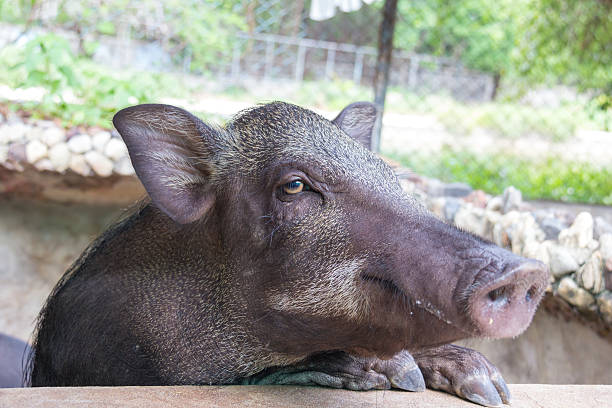 istock Face of boar in the farm 509804723