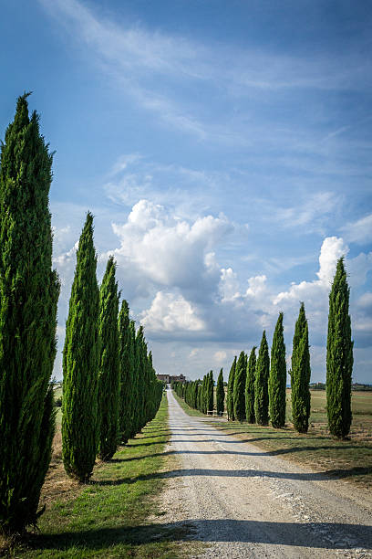 istock Road in Tuscany 509805181